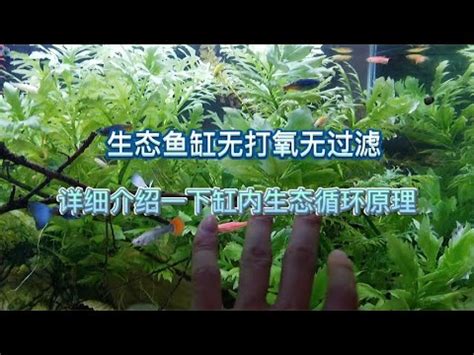 魚缸理論